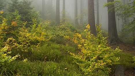 Oslavujeme lesy! Bez nich by to nešlo