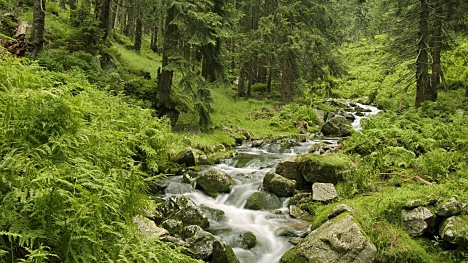 Dnes je Světový den vody. Budeme kolibříky změny?
