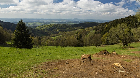 Začínáme vyřezávat dřeviny na krkonošských loukách