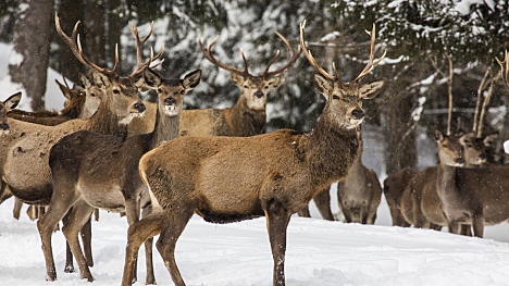 Jelení zvěř - v okolí přezimovacích obůrek zavládne klid