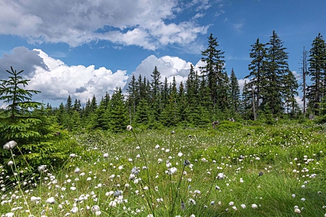 Krkonošské mokřady