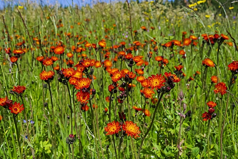 Krkonošské louky mohou dál rozkvétat