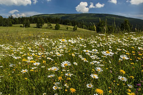 Příběh (ne)jedné louky