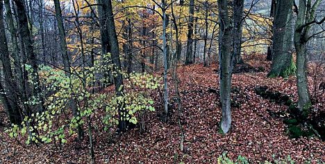 Víchová nad Jizerou – zbytky tvrze