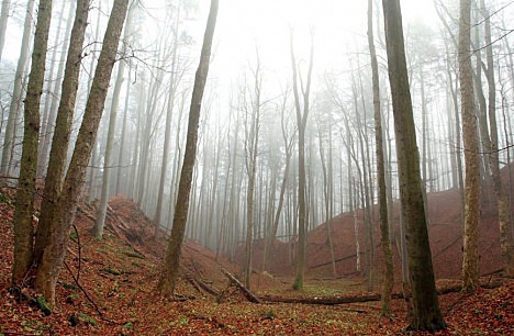 Bartův les na úpatí Rýchor